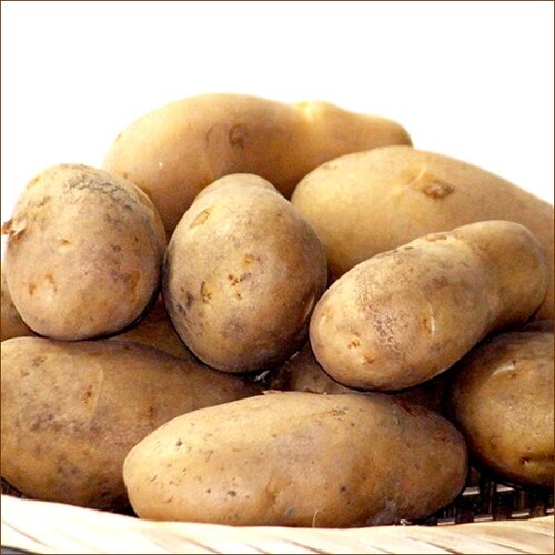 �y�o�ג��z�k�C���Y ���Ⴊ���� ���[�N�C�� 3kg (JA����/�퉷��) ���C�N�C�� �W���K�C�� �k�C�� �����񂹁y������s�z_3