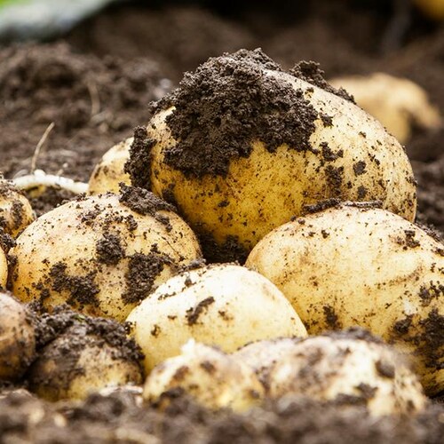 �y�o�ג��z�k�C���Y ���Ⴊ���� ���[�N�C�� 3kg (JA����/�퉷��) ���C�N�C�� �W���K�C�� �k�C�� �����񂹁y������s�z_6