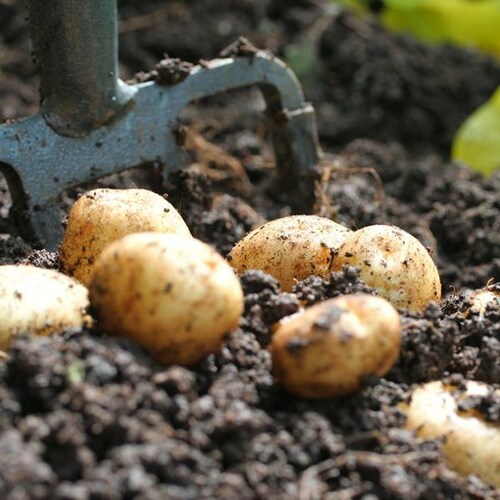 【出荷中】北海道産 じゃがいも キタアカリ 3kg (JA共撰/常温便) 北あかり ジャガイモ 北海道 お取り寄せ【代引き不可】_5