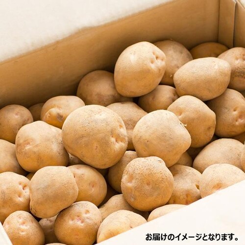 �y�\��z�k�C���Y �V���Ⴊ �󂠂� ���Ⴊ���� 10kg (�i�킨�C��/M�T�C�Y�ȏ�) �W���K�C�� �k�C�� ������_4