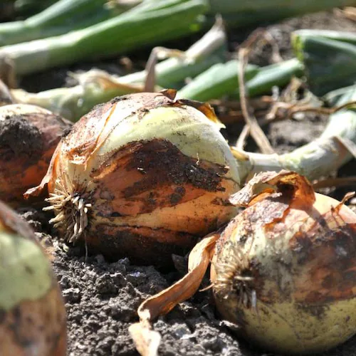 【出荷中】北海道産セット As 5kg (男爵いも 3kg・玉ねぎ 2kg) じゃが玉セット 北海道 お取り寄せ【代引き不可】_5