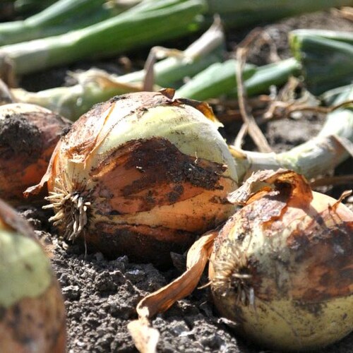 【出荷中】北海道産 玉ねぎ 3kg (JA共撰/常温便) たまねぎ タマネギ 玉ネギ 玉葱 野菜 北海道 お取り寄せ_6