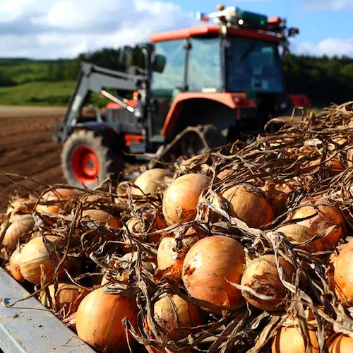 【出荷中】北海道産 玉ねぎ 3kg (JA共撰/常温便) たまねぎ タマネギ 玉ネギ 玉葱 野菜 北海道 お取り寄せ_7