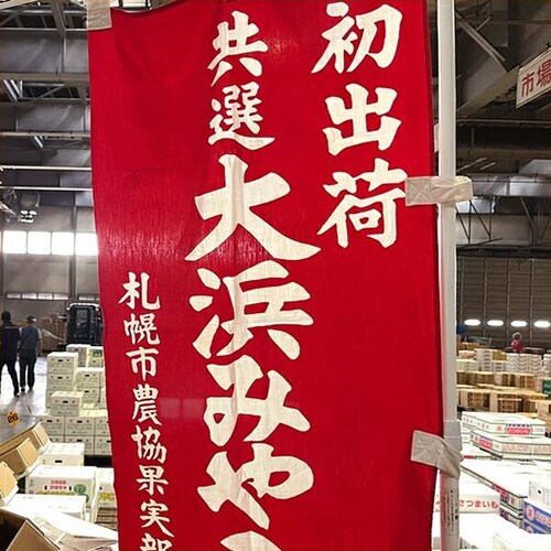 【出荷中】北海道産 かぼちゃ 大浜みやこ 2玉入り (1玉 1.2kg) カボチャ 南瓜 パンプキン 自宅用 ご家庭用 北海道 野菜 お取り寄せ_5