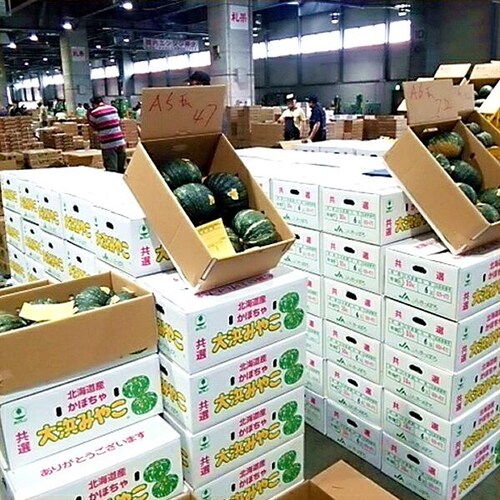 【出荷中】北海道産 かぼちゃ 大浜みやこ 2玉入り (1玉 1.2kg) カボチャ 南瓜 パンプキン 自宅用 ご家庭用 北海道 野菜 お取り寄せ_6