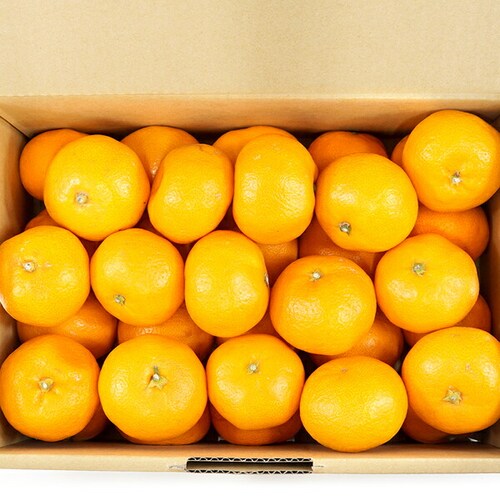 �y�o�ג��z���Q���Y �݂��� �ɗ\�� 3kg (�G�i/8�`22��/�퉷��) ���k ���悩�� �M�t�g ���蕨 ������_1