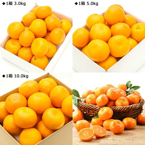 �y�o�ג��z���Q���Y �݂��� �ɗ\�� 3kg (�G�i/8�`22��/�퉷��) ���k ���悩�� �M�t�g ���蕨 ������_2