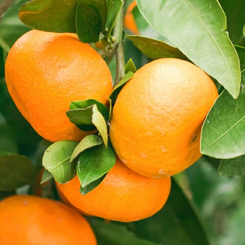 �y�o�ג��z���Q���Y �݂��� �ɗ\�� 3kg (�G�i/8�`22��/�퉷��) ���k ���悩�� �M�t�g ���蕨 ������_5