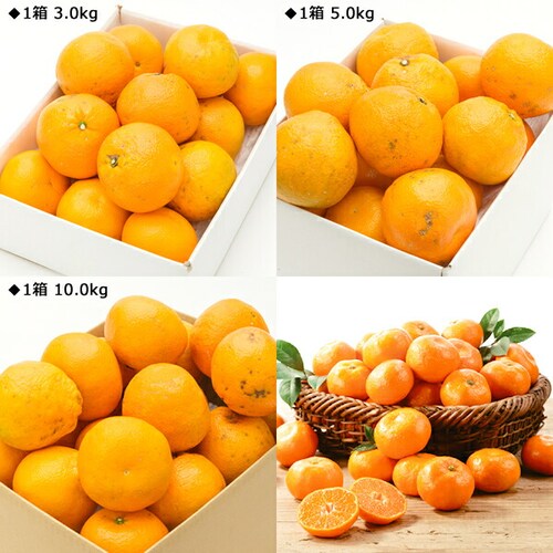 �y�o�ג��z���Q���Y �݂��� �ɗ\�� 3kg (�G�i/8�`22��/�퉷��) ���k ���悩�� �M�t�g ���蕨 ������_10