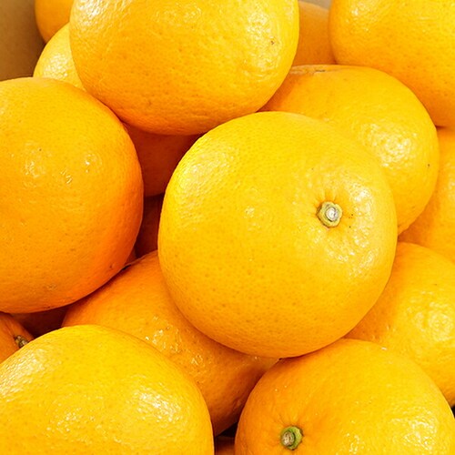 �y�o�׊ԋ߁z�Y�n���I ���Y �݂��� �É� 3kg (�G�i/L-2L/�퉷��) ���k �M�t�g ���蕨 ������p ������_1