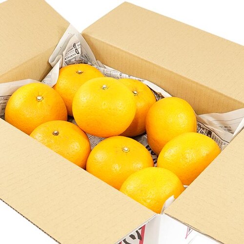 �y�o�׊ԋ߁z�Y�n���I ���Y �݂��� �É� 3kg (�G�i/L-2L/�퉷��) ���k �M�t�g ���蕨 ������p ������_2