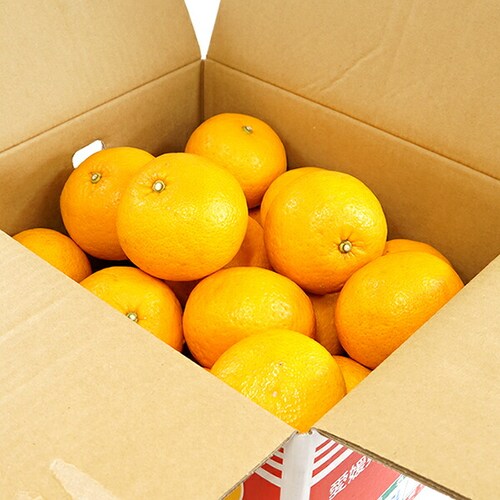 �y�o�׊ԋ߁z�Y�n���I ���Y �݂��� �É� 3kg (�G�i/L-2L/�퉷��) ���k �M�t�g ���蕨 ������p ������_14