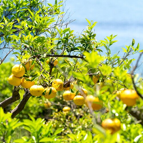 �y�o�ג��z���Q���Y ���k ������ 3kg (�G�i/13�ʁ`26��/�퉷) �E�G �M�t�g ���蕨 ���ƒ�p ������_6