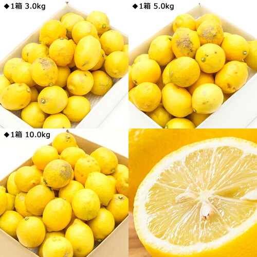 �y�o�ג��z���Q���Y ���k ������ 3kg (�G�i/13�ʁ`26��/�퉷) �E�G �M�t�g ���蕨 ���ƒ�p ������_11