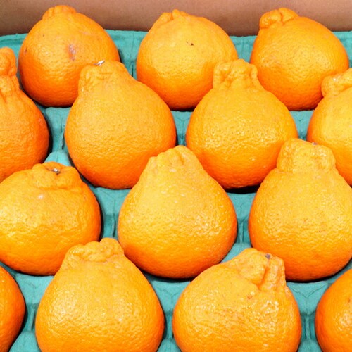 �y�o�ג��z�Y�n���I ���Y �݂��� �s�m�� 5kg (�G�i/16�`24��/�퉷��) �M�t�g ���蕨 ������p ������_1