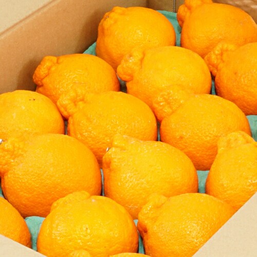 �y�o�ג��z�Y�n���I ���Y �݂��� �s�m�� 5kg (�G�i/16�`24��/�퉷��) �M�t�g ���蕨 ������p ������_2