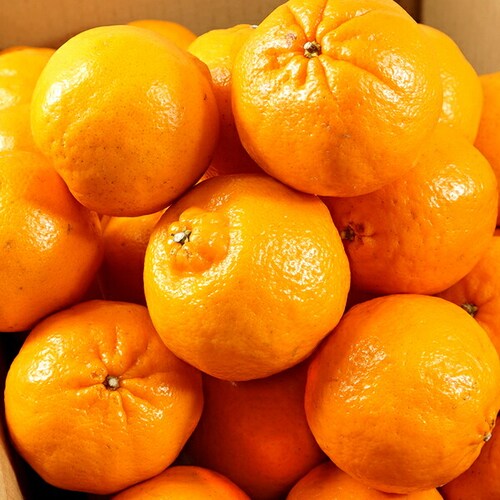 �y�o�ג��z�Y�n���I ���Y �݂��� �ۂ񂩂� 3kg (�G�i/S-2L/�퉷��) ���k �݂��� �M�t�g ���蕨 ������_1