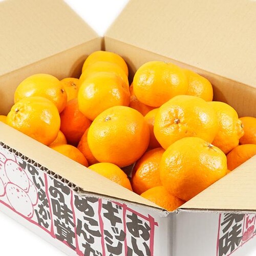 �y�o�ג��z�Y�n���I ���Y �݂��� �ۂ񂩂� 3kg (�G�i/S-2L/�퉷��) ���k �݂��� �M�t�g ���蕨 ������_11