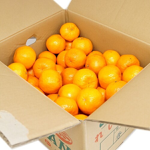 �y�o�ג��z�Y�n���I ���Y �݂��� �ۂ񂩂� 3kg (�G�i/S-2L/�퉷��) ���k �݂��� �M�t�g ���蕨 ������_13