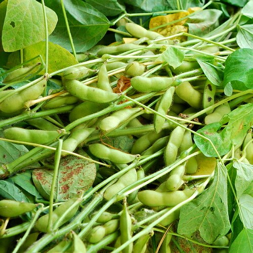 【出荷中】山形県産 枝豆 だだちゃ豆 1kg (秀品/500gx2袋) えだまめ ギフト 贈り物 残暑見舞い ご家庭用 山形 野菜 グルメ お取り寄せ_8