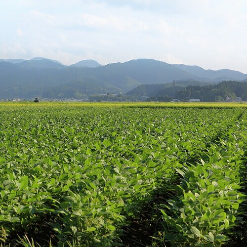 【出荷中】山形県産 枝豆 だだちゃ豆 1kg (秀品/500gx2袋) えだまめ ギフト 贈り物 残暑見舞い ご家庭用 山形 野菜 グルメ お取り寄せ_9