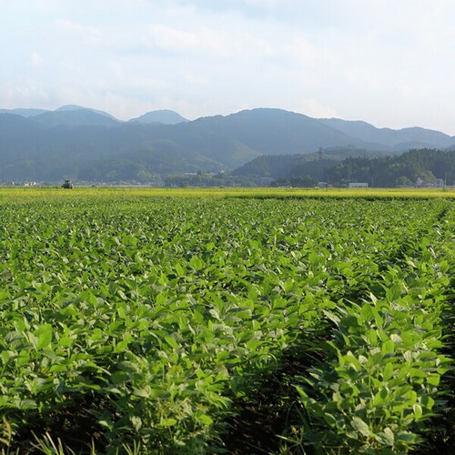 【出荷中】山形県産 ご家庭用 枝豆 だだちゃ豆 1kg (500gx2袋) 訳あり わけあり えだまめ 自宅用 ご家庭用 山形 野菜 グルメ お取り寄せ_6