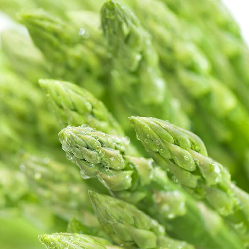 �y�o�ג��z�R�`���Y �O���[���A�X�p�� 600g (L�T�C�Y) �M�t�g ���蕨 �v���[���g ������p �ƒ�p ������_1