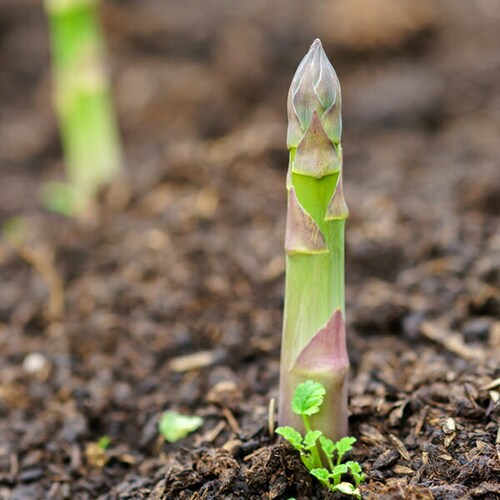 �y�o�ג��z�R�`���Y �O���[���A�X�p�� 600g (L�T�C�Y) �M�t�g ���蕨 �v���[���g ������p �ƒ�p ������_8