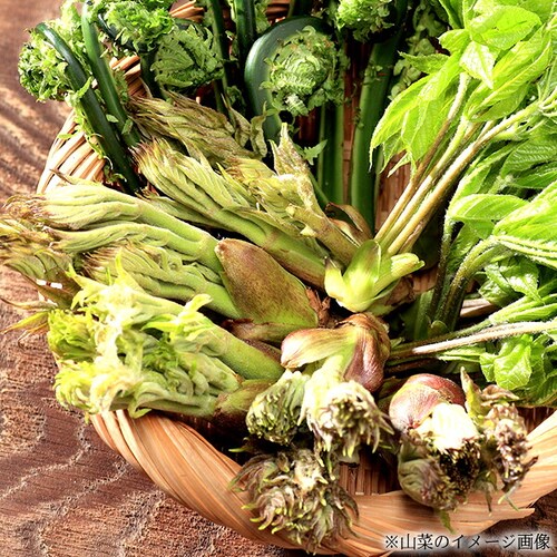 �y�\��z�R�`���Y �R�� �^���̉� 500g���� �M�t�g ���蕨  ������p �ƒ�p �����񂹁y������s�z_2