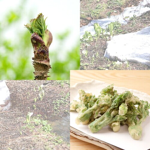 �y�\��z�R�`���Y �R�� �^���̉� 500g���� �M�t�g ���蕨  ������p �ƒ�p �����񂹁y������s�z_5