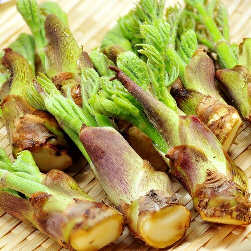 �y�\��z�R�`���Y �R�� �^���̉� 500g���� �M�t�g ���蕨  ������p �ƒ�p �����񂹁y������s�z_9