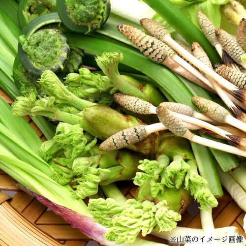 �y�\��z�R�`���Y �R�� �^���̉� 500g���� �M�t�g ���蕨  ������p �ƒ�p �����񂹁y������s�z_11