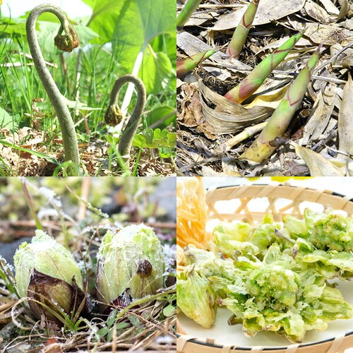 �y�\��z���I ���k�Y �R�؃Z�b�g A 500g (�R��4��ވȏ�ۏ�) �M�t�g ���蕨  ������p �ƒ�p �����񂹁y������s�z_3