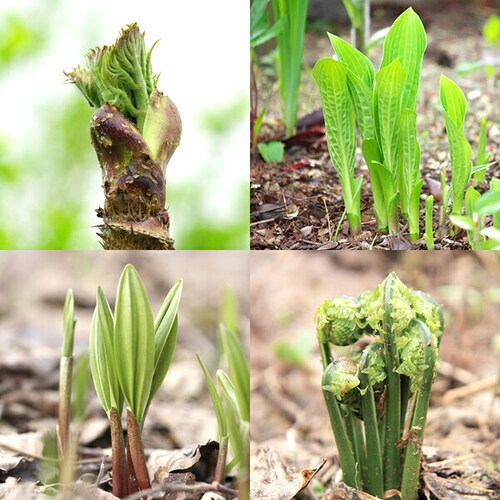 �y�\��z���I ���k�Y �R�؃Z�b�g A 500g (�R��4��ވȏ�ۏ�) �M�t�g ���蕨  ������p �ƒ�p �����񂹁y������s�z_10