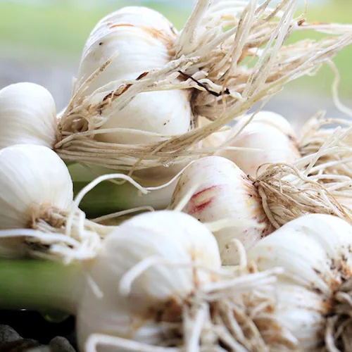 【出荷中】青森県産 にんにく Lサイズ 500g 自宅用 生にんにく 乾燥にんにく 大蒜 訳あり お取り寄せ【代引き不可】_6