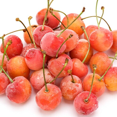 �Ⓚ�t���[�c �R�`���Y �������� 6�ܓ��� (������/1�� 100g/�Ⓚ�i) �Ⓚ�ʕ� �M�t�g ���蕨 �����񂹁y������s�z_2