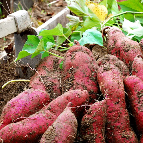 国産 冷凍 焼き芋 1kg (A品/冷凍) さつまいも やきいも ギフト 贈り物 自宅用 ご家庭用 お取り寄せ【代引き不可】_7