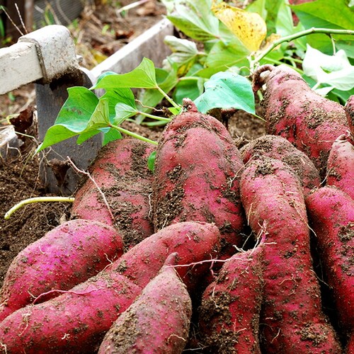 ���Y �Ⓚ �Ă��� 1kg (A�i/�J�b�g/�Ⓚ�i) ���܂��� �M�t�g ���蕨 ����p ���ƒ�p �����񂹁y������s�z_6