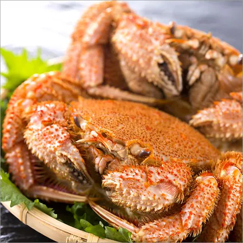 �J�j �k�C���Y �уK�j 650g�~1�� (�p/�{�C���Ⓚ) �т��� �M�t�g ���蕨 ���ƒ�p ���� �I �����񂹁y������s�z_5