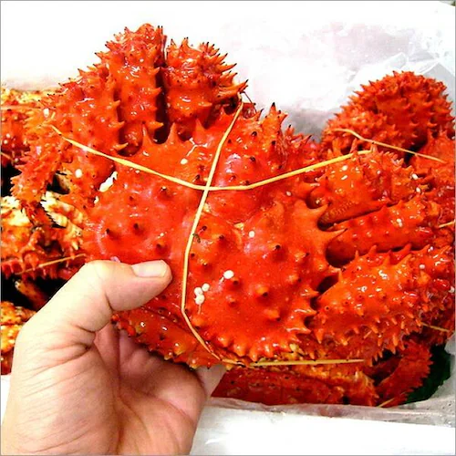 ���V�A�Y �J�j �ԍ�K�j 1�� (�p/�I�X/1��1kg/�{�C���Ⓚ) ���� �� �n�i�T�L �ԍ�I �M�t�g �����񂹁y������s�z_1