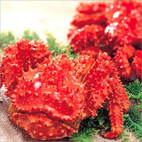 ���V�A�Y �J�j �ԍ�K�j 1�� (�p/�I�X/1��1kg/�{�C���Ⓚ) ���� �� �n�i�T�L �ԍ�I �M�t�g �����񂹁y������s�z_5