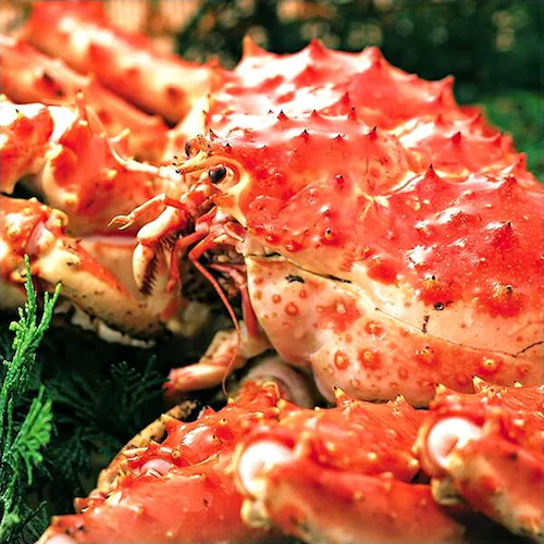 カニ 特大 タラバガニ脚 1.5kg (1肩入り/ボイル冷凍) たらば たらば蟹 ギフト 贈り物 お取り寄せ【代引き不可】_7