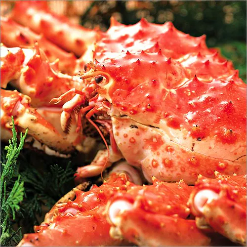 �J�j ���� ���^���o�K�j 1kg (1�� ��1.0kg�~1��/���Ⓚ) ����ΊI �M�t�g ���蕨 ���� �I �����񂹁y������s�z_7