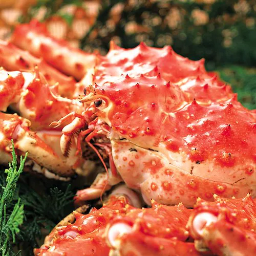 �J�j �^���o�K�j�r 500g (500g�~1P/�r/���؂�/�{�C���Ⓚ) ����� �M�t�g ���蕨 ���� �I �����񂹁y������s�z_7