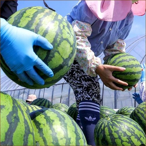 �y�o�ג��z�k�C���Y �炢�ł�X�C�J 1�� (JA����/���G�i/1�� 7.0kg/�퉷��) �k�C�� ������ �M�t�g ���蕨 �ʕ� ������_4