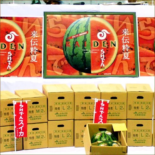 �y�o�ג��z�k�C���Y �炢�ł�X�C�J 1�� (JA����/���G�i/1�� 7.0kg/�퉷��) �k�C�� ������ �M�t�g ���蕨 �ʕ� ������_7