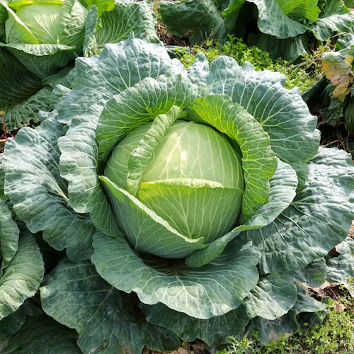 【出荷間近】北海道産 キャベツ 札幌大球 7kg (JA共撰/7.0kg) 稀少 品薄 伝統野菜 きゃべつ キャベツ 自宅用 家庭用 野菜 秋野菜 北海道 グルメ お取り寄せ_1