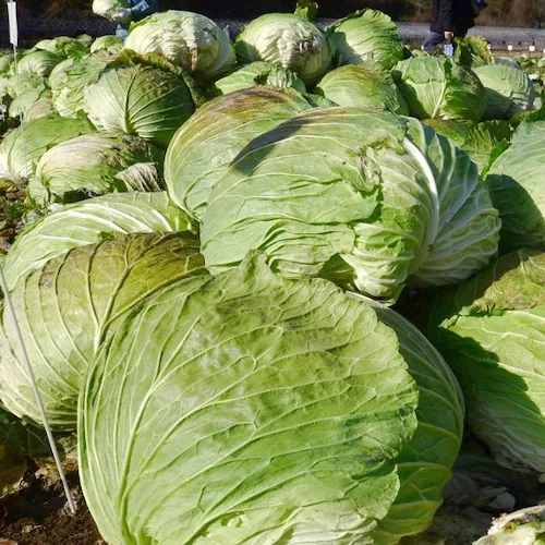 【出荷間近】北海道産 キャベツ 札幌大球 7kg (JA共撰/7.0kg) 稀少 品薄 伝統野菜 きゃべつ キャベツ 自宅用 家庭用 野菜 秋野菜 北海道 グルメ お取り寄せ_2