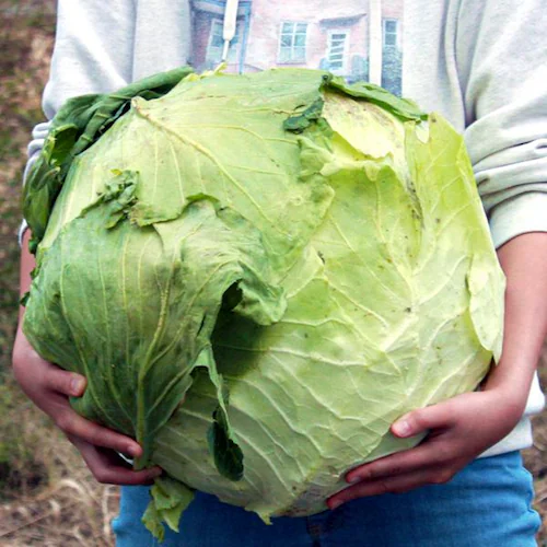 【出荷間近】北海道産 キャベツ 札幌大球 7kg (JA共撰/7.0kg) 稀少 品薄 伝統野菜 きゃべつ キャベツ 自宅用 家庭用 野菜 秋野菜 北海道 グルメ お取り寄せ_3