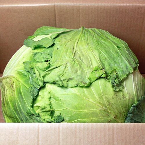 【出荷間近】北海道産 キャベツ 札幌大球 7kg (JA共撰/7.0kg) 稀少 品薄 伝統野菜 きゃべつ キャベツ 自宅用 家庭用 野菜 秋野菜 北海道 グルメ お取り寄せ_4